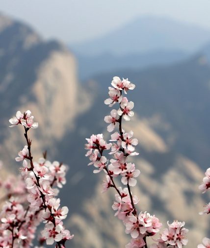 Xian Blossom