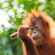 Orang-utan_Borneo