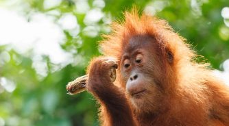 Orang-utan_Borneo