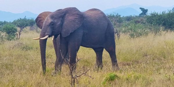 Spotted! An elephant in the wild during a game drive